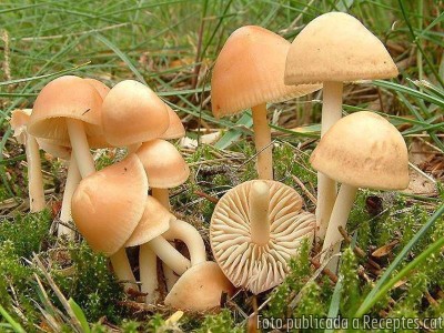 Lluç a la planxa amb samfaina, cama-secs i romesco